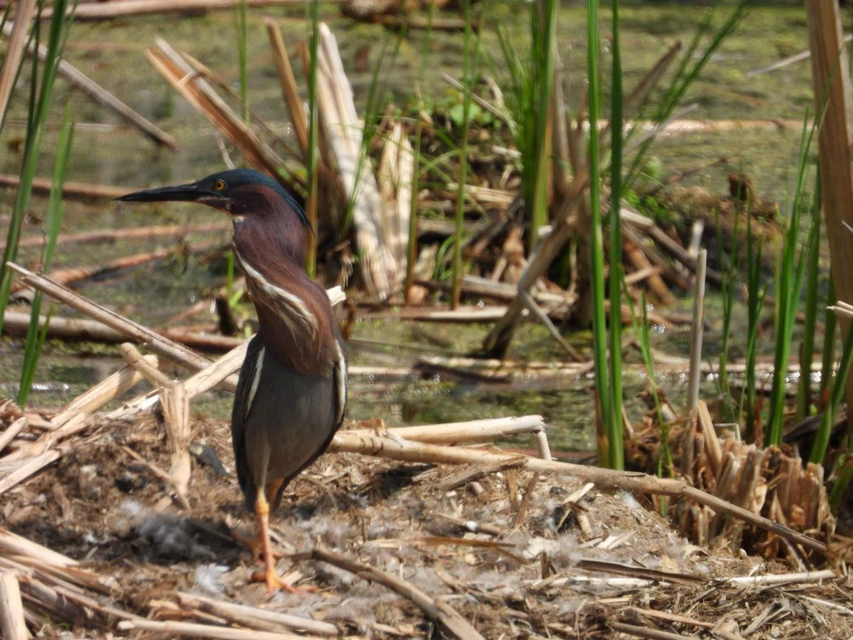 Green Heron - ML635772300