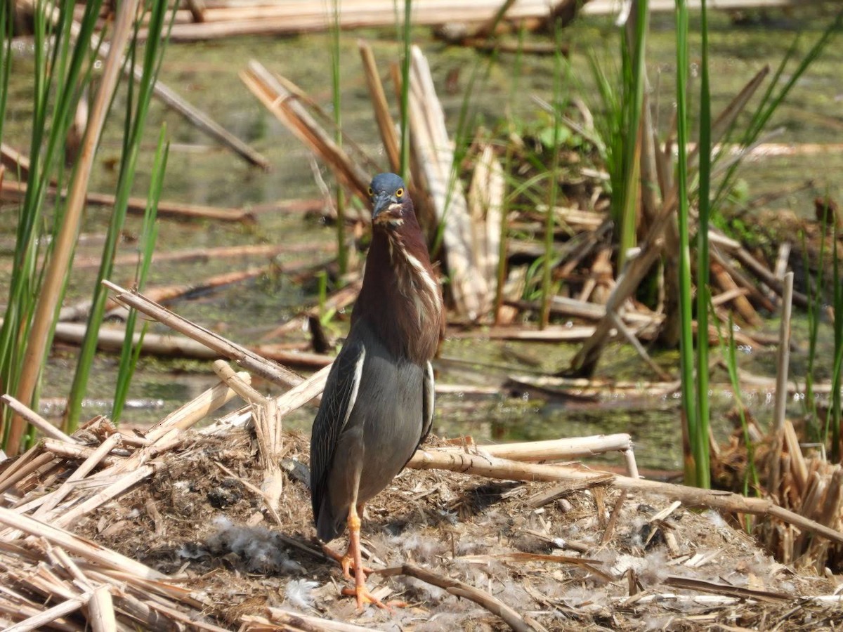 Green Heron - ML635772312