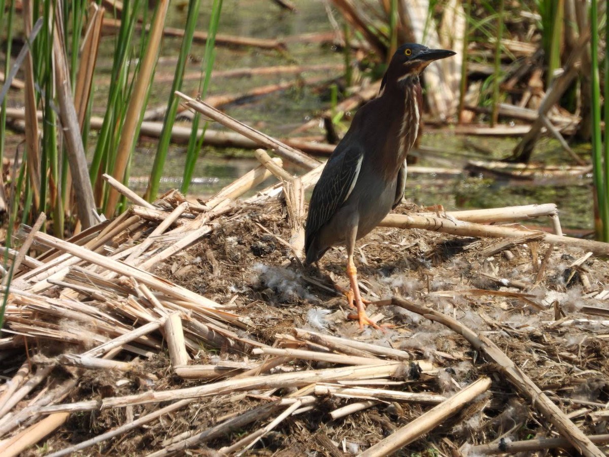 Green Heron - ML635772318