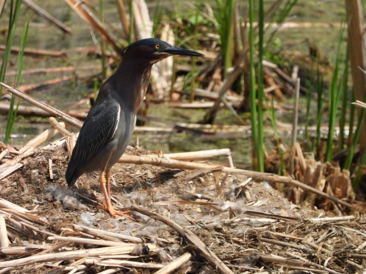 Green Heron - ML635772333