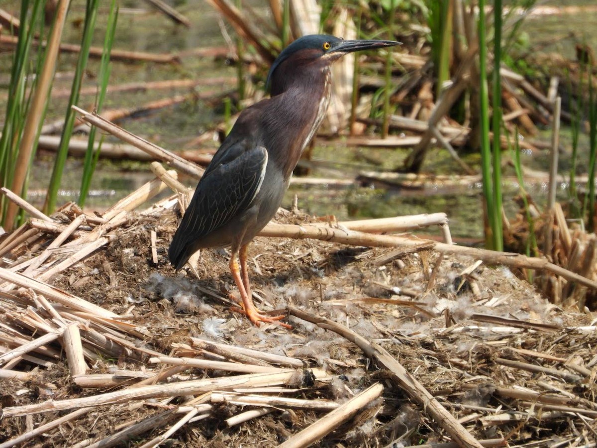 Green Heron - ML635772347