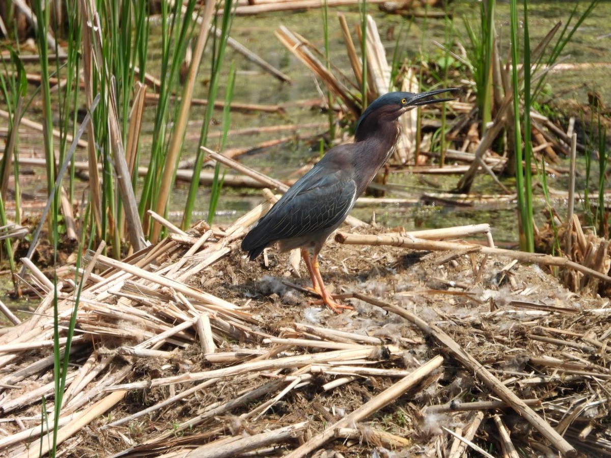 Green Heron - ML635772360