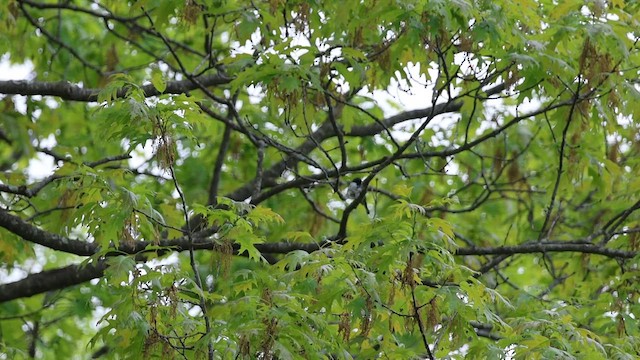 Black-throated Blue Warbler - ML635772407