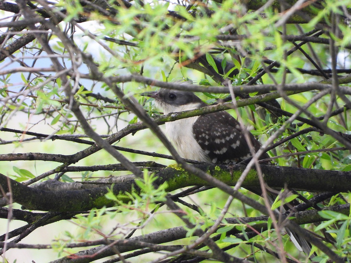Great Spotted Cuckoo - ML635772429
