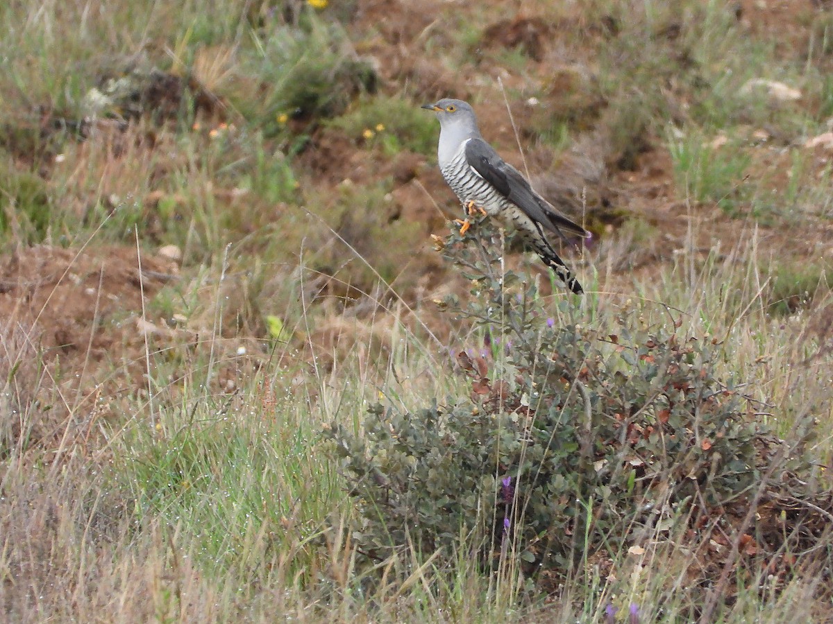 Common Cuckoo - ML635772438