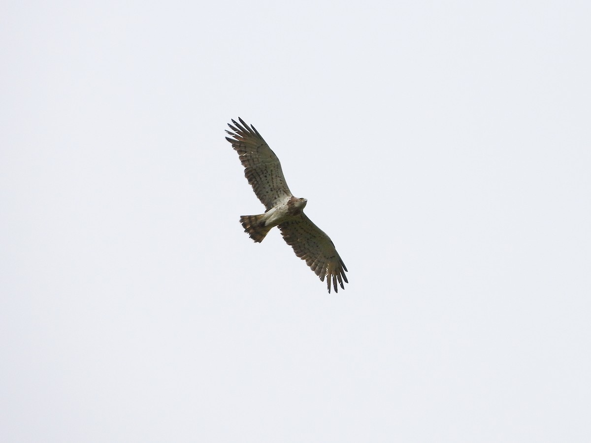 Short-toed Snake-Eagle - ML635772458