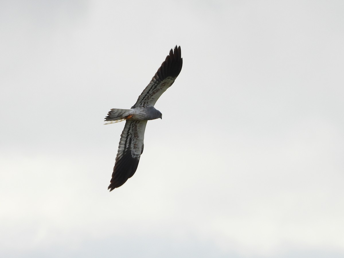Montagu's Harrier - ML635772483