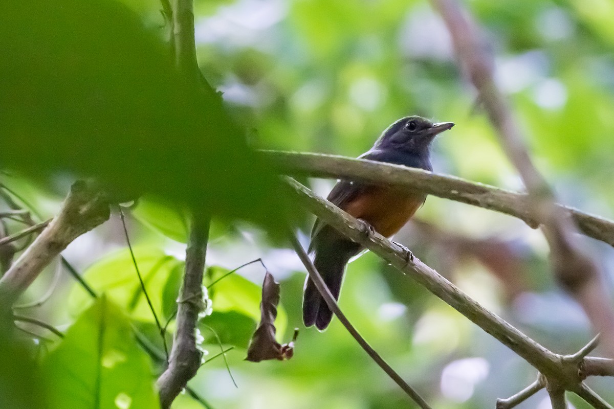 Bluish-slate Antshrike - ML635772484