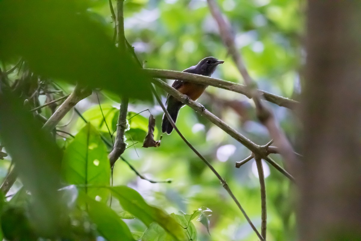 Bluish-slate Antshrike - ML635772486