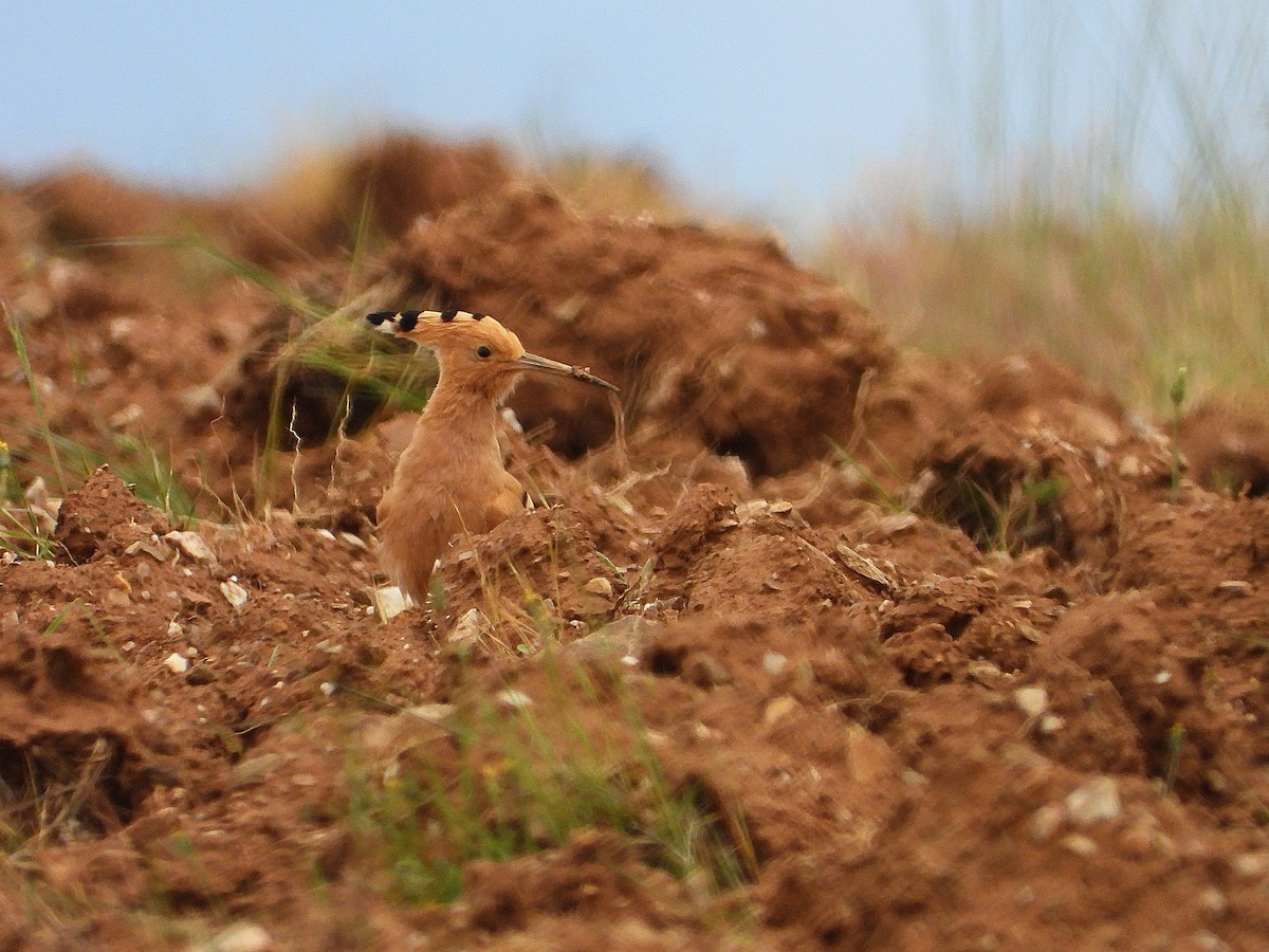 Eurasian Hoopoe - ML635772500