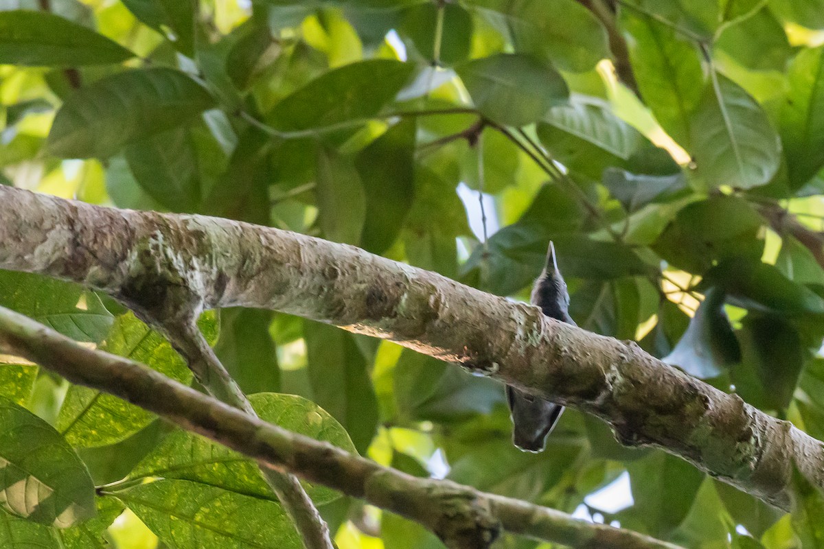 Gray Antwren - ML635772618
