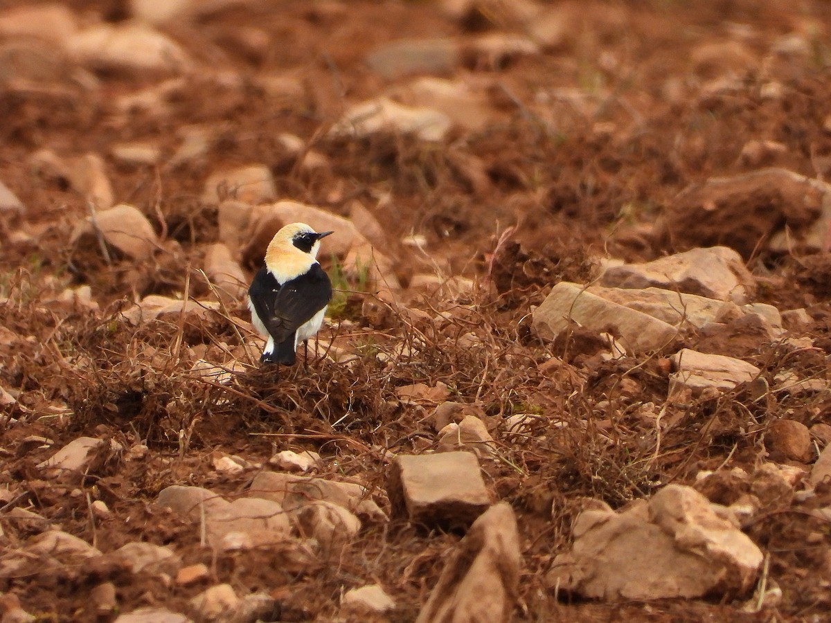 Western Black-eared Wheatear - ML635772662