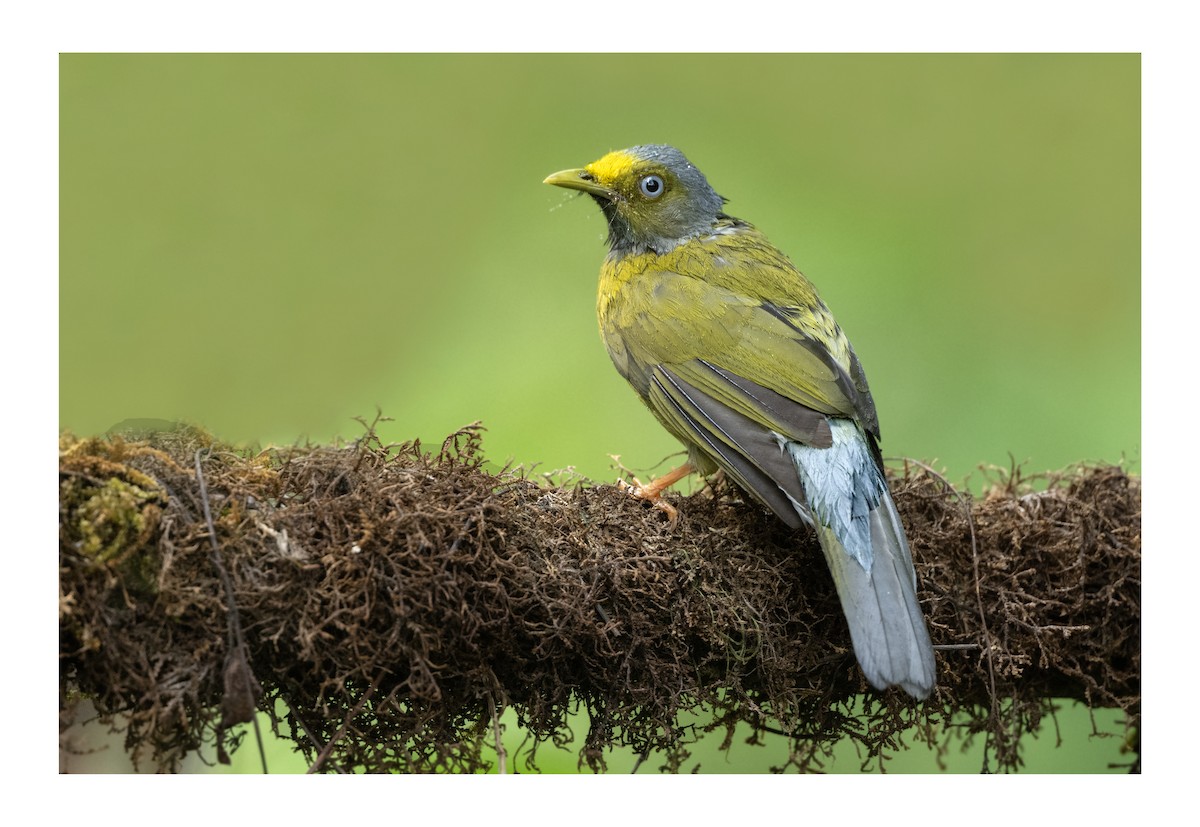 Gray-headed Bulbul - ML635772700