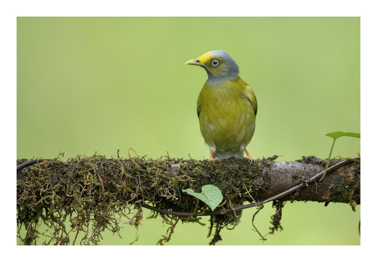 Gray-headed Bulbul - ML635772706