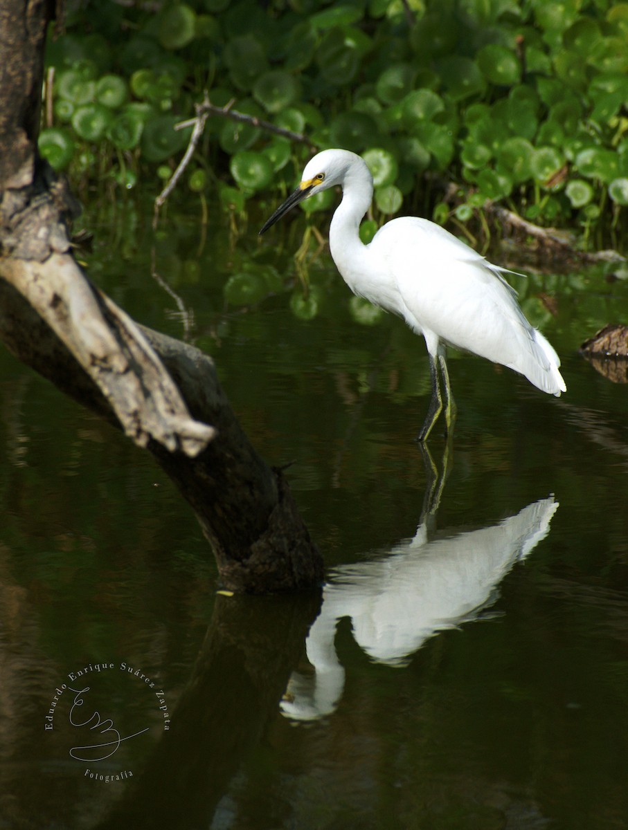 Snowy Egret - ML635772711