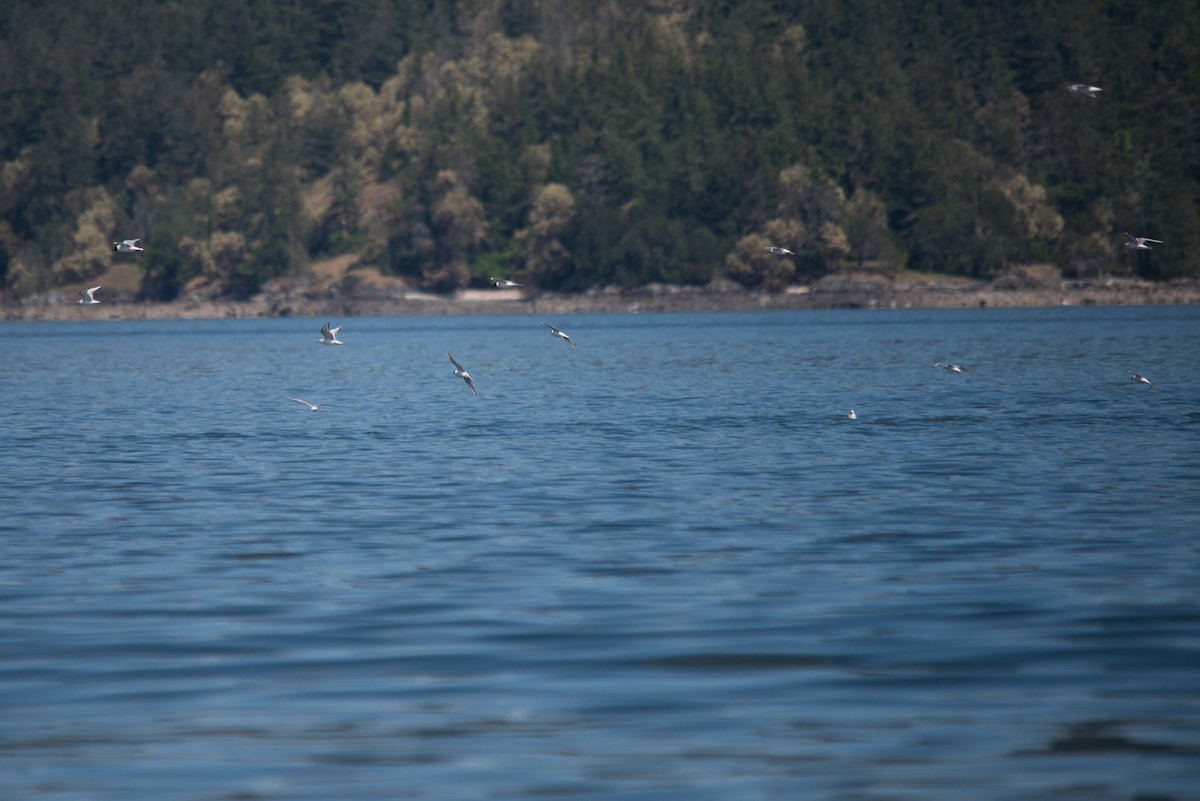 Bonaparte's Gull - ML635772719