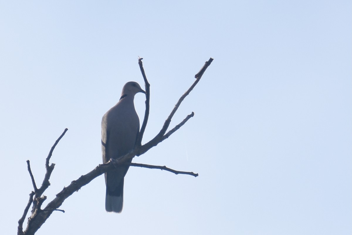 Red-eyed Dove - ML635772725