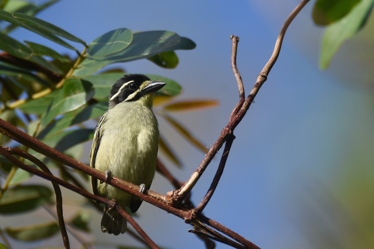 Yellow-throated Tinkerbird - ML635772738
