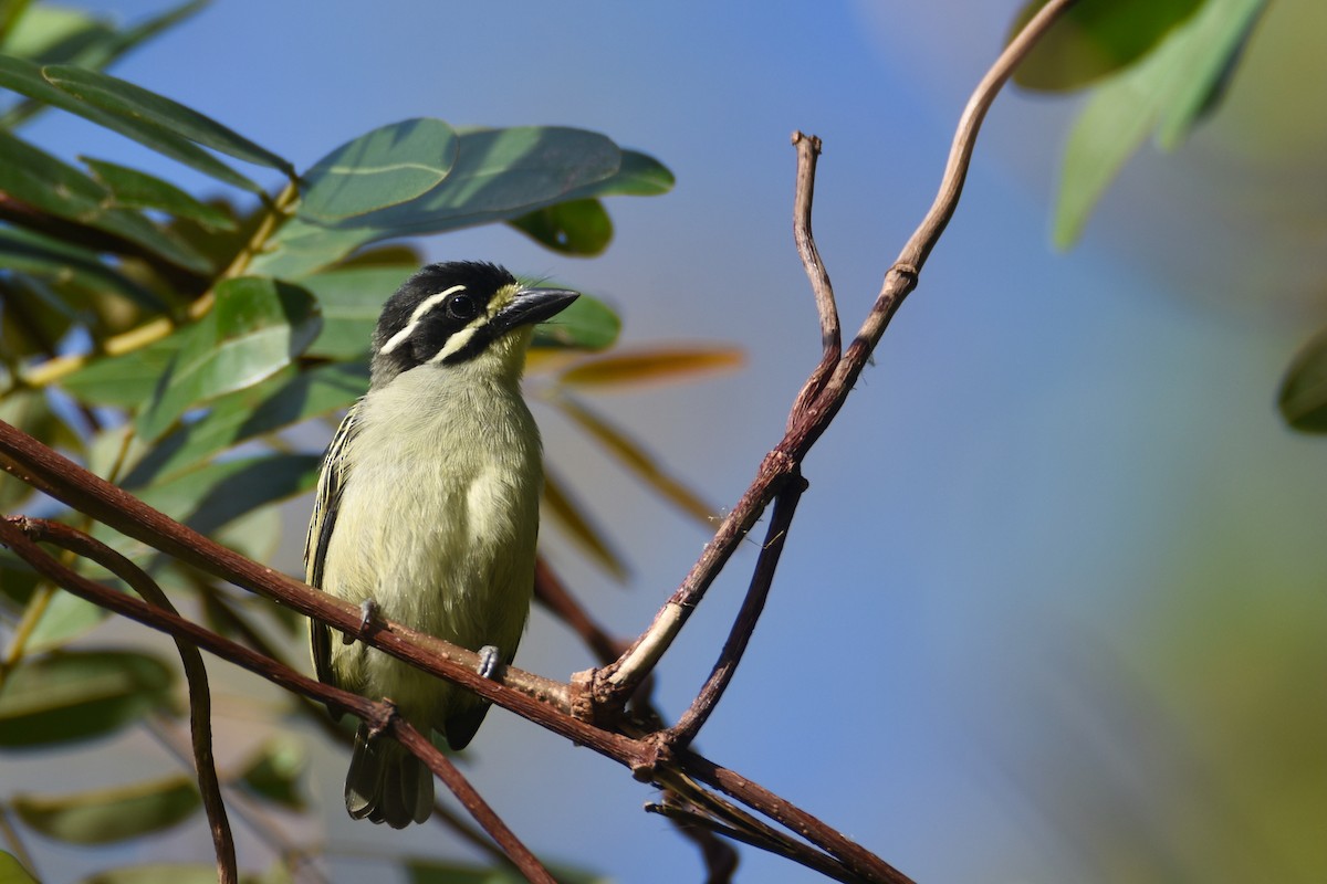 Yellow-throated Tinkerbird - ML635772739