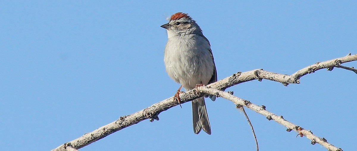Chingolo Cejiblanco - ML635772759