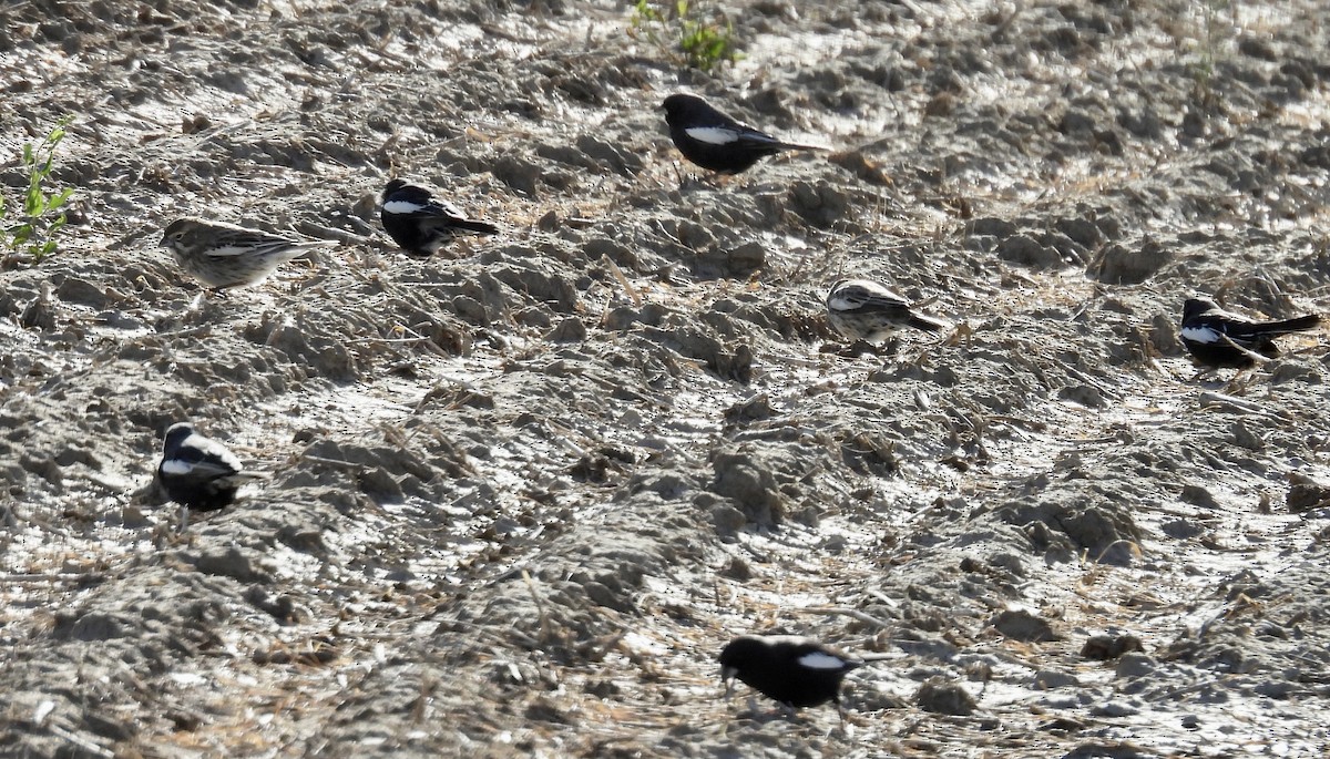 Lark Bunting - ML635772864