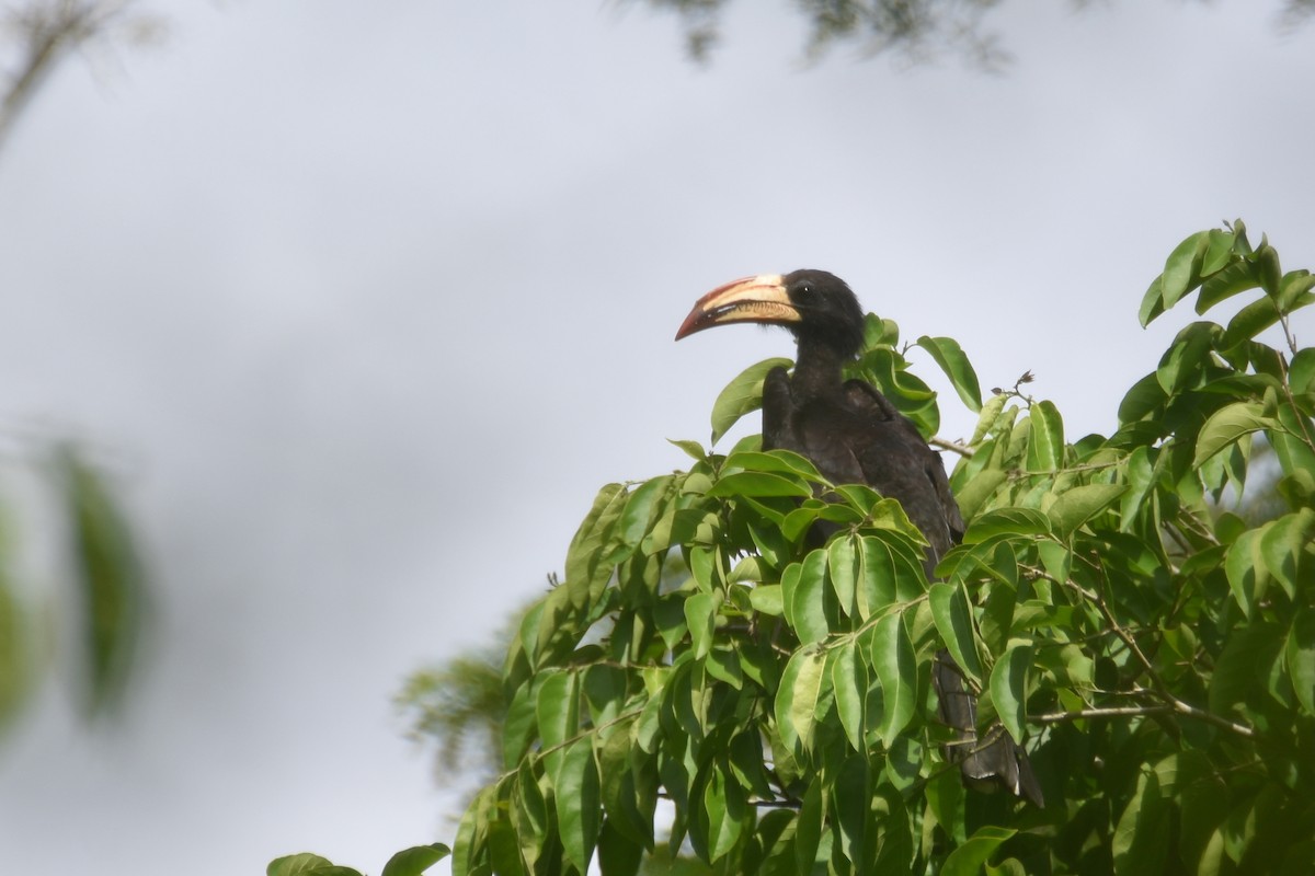 Congo Pied Hornbill - ML635772891