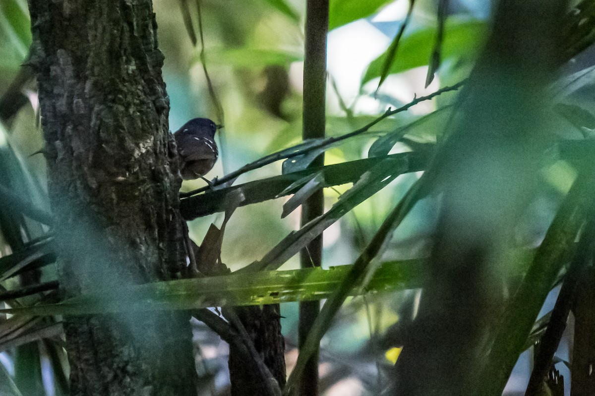 Chestnut-tailed Antbird - ML635772894