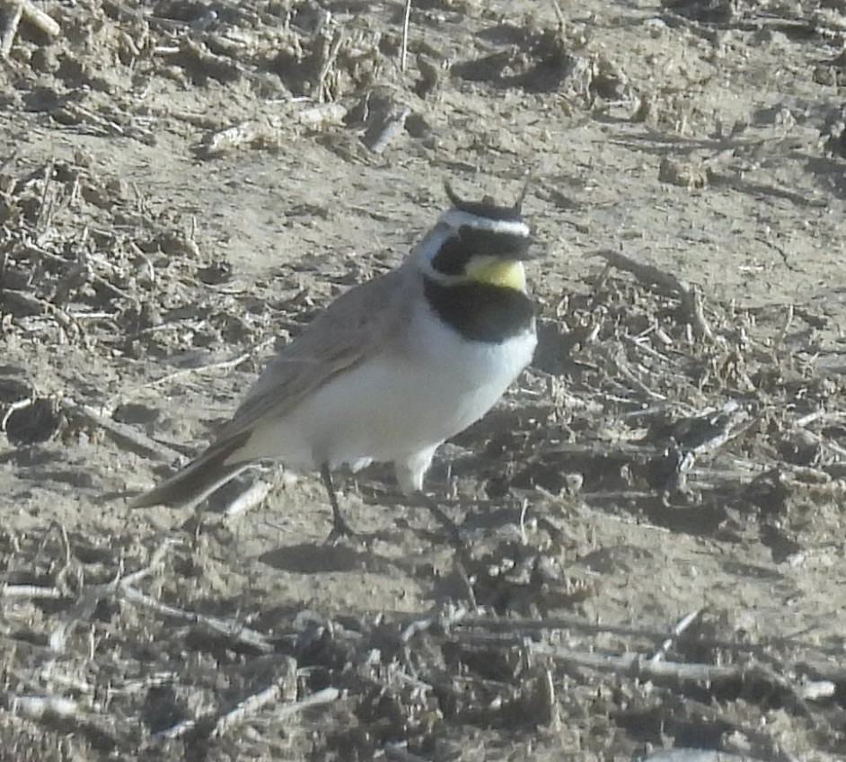 Эвэрт болжмор - ML635772895