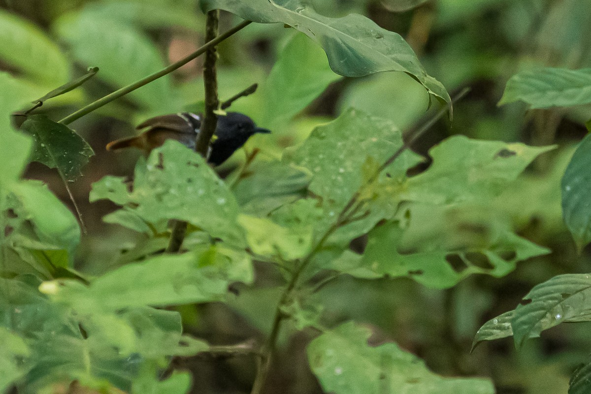 Chestnut-tailed Antbird - ML635772903