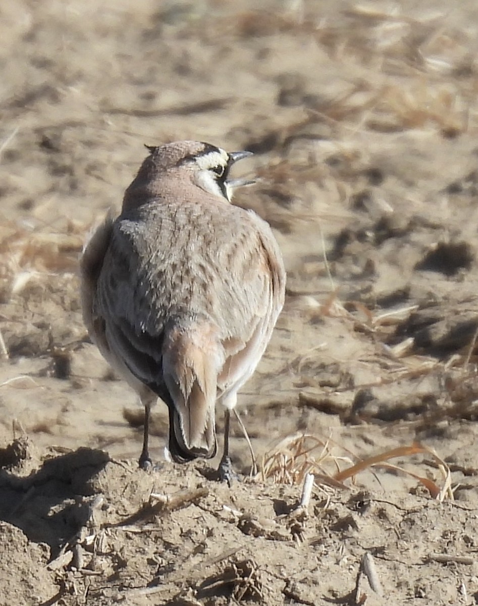 Эвэрт болжмор - ML635772918