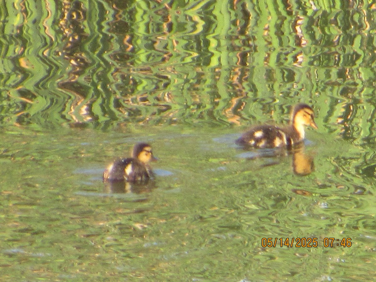 Mallard - ML635772988