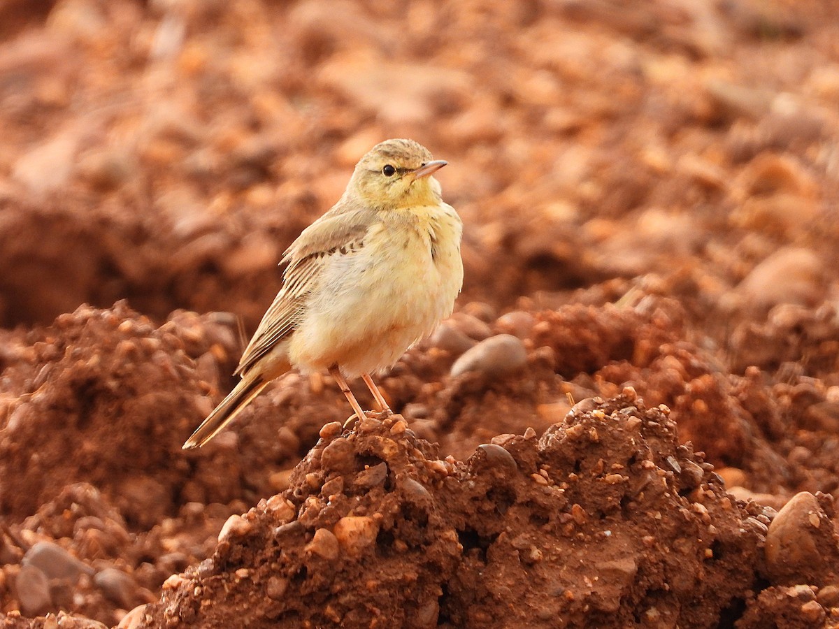Tawny Pipit - ML635772996
