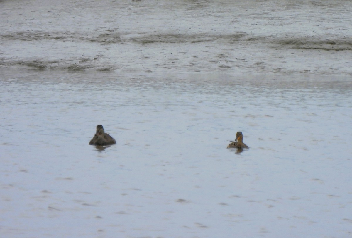 Mallard - ML635773013
