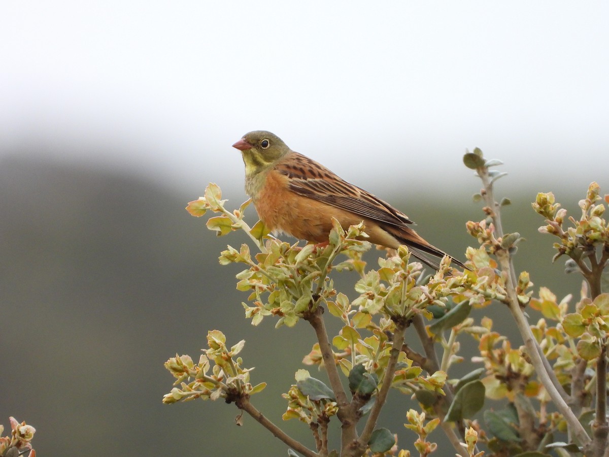 Ortolan Bunting - ML635773035