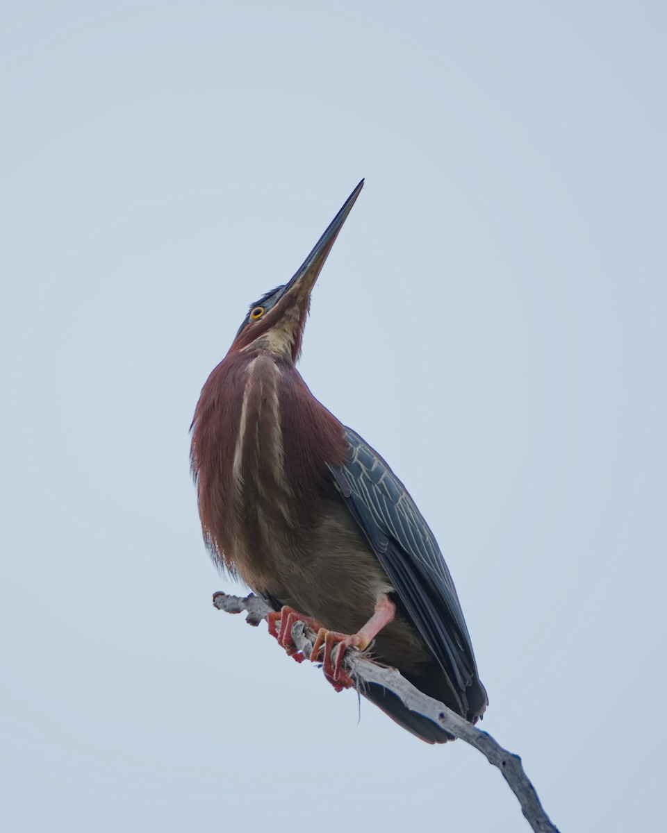 Green Heron - ML635773061