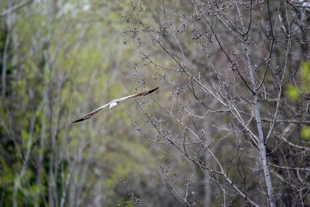 Northern Harrier - ML635773067