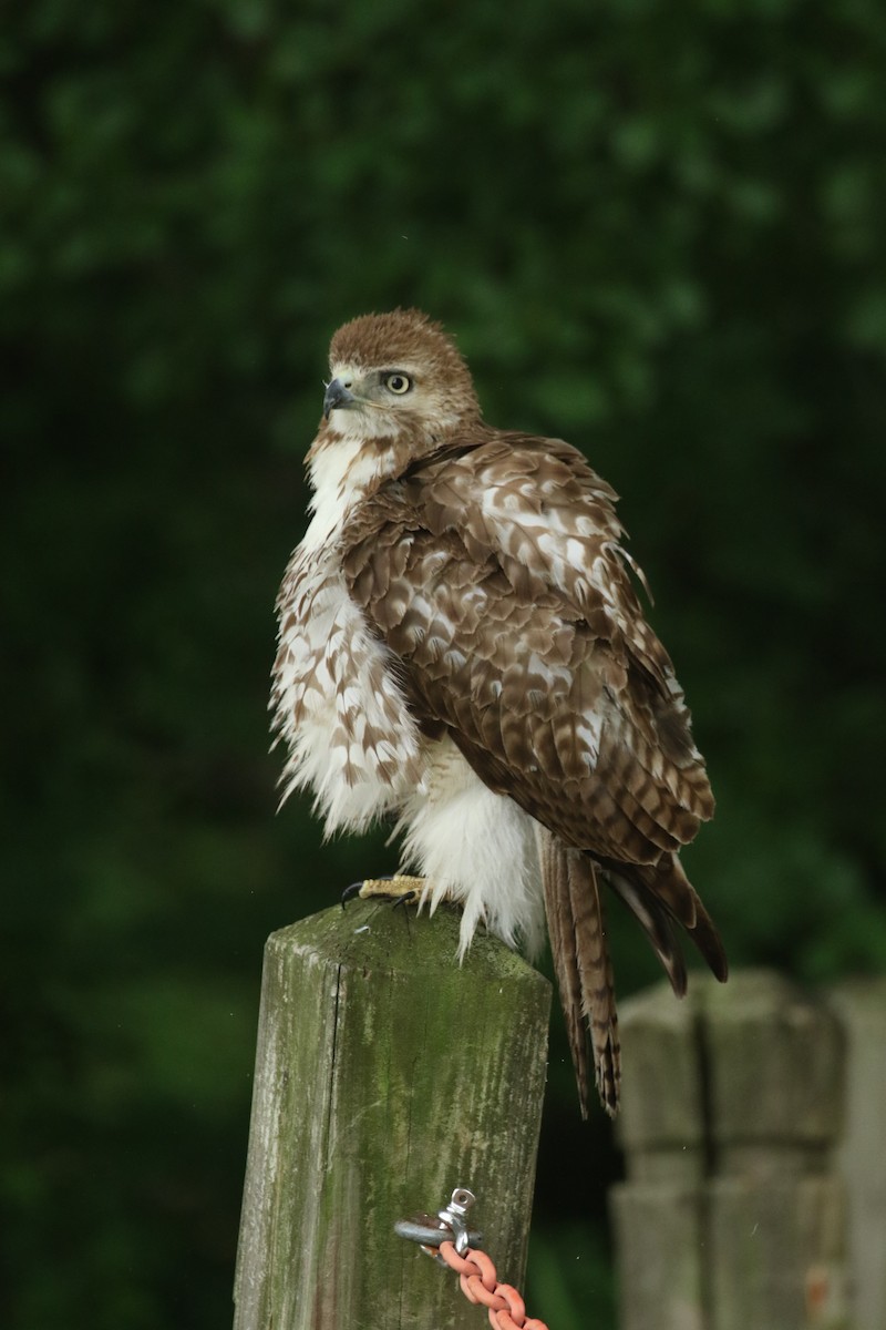 Red-tailed Hawk - ML635773073