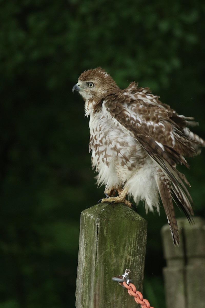 Red-tailed Hawk - ML635773074
