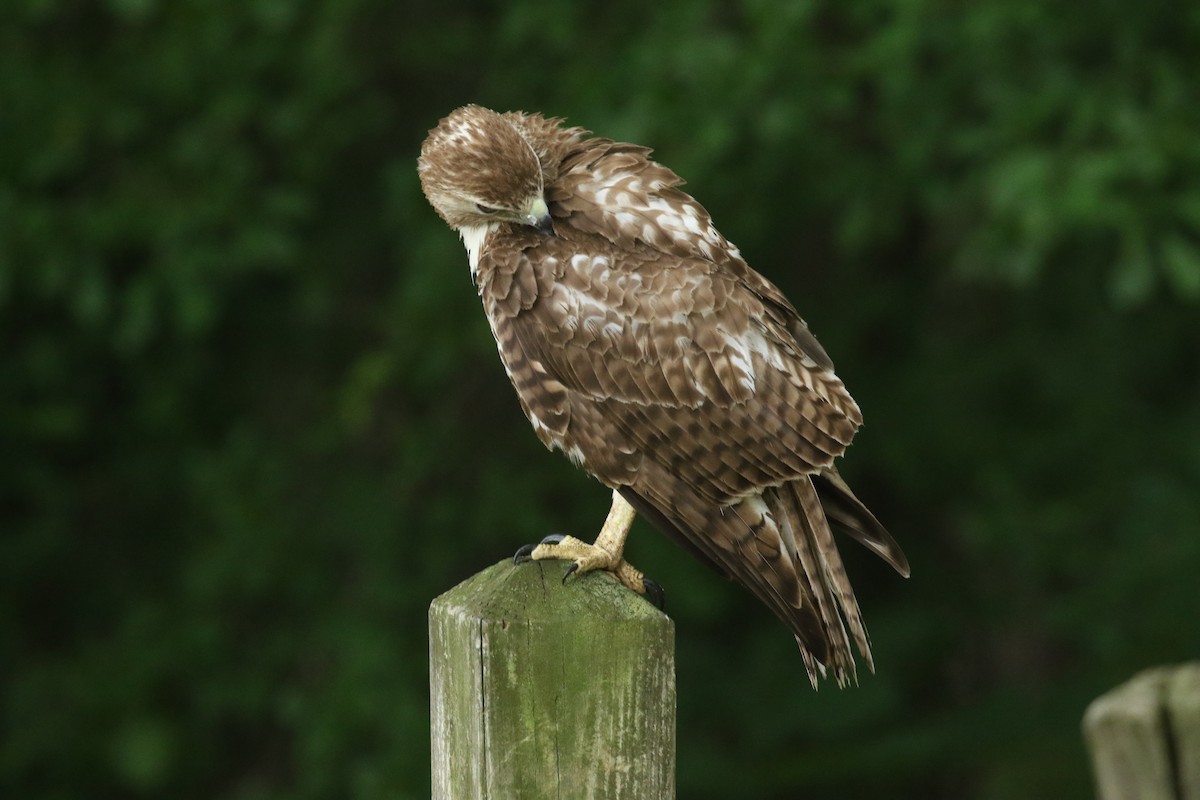 Red-tailed Hawk - ML635773075