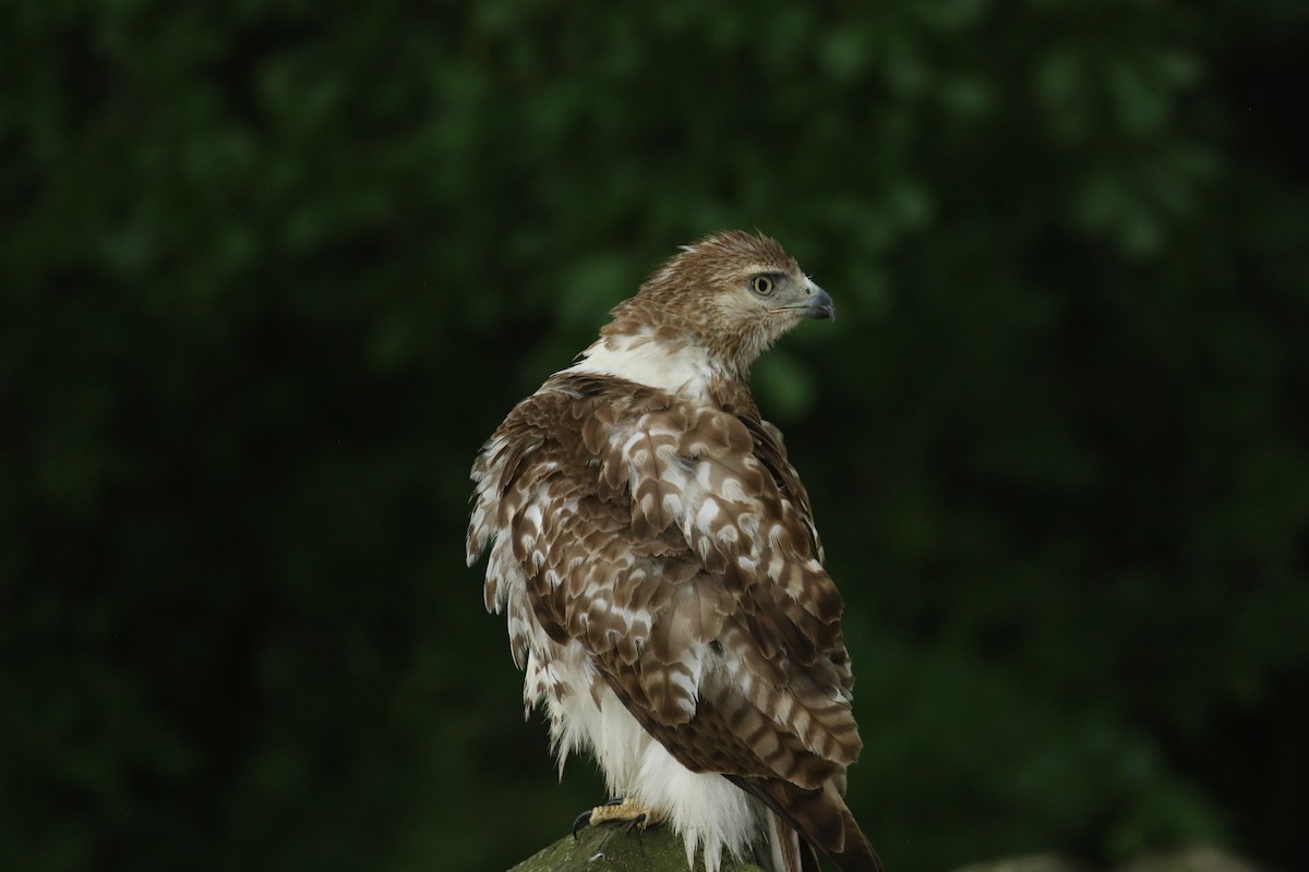 Red-tailed Hawk - ML635773076