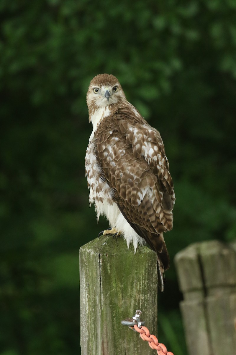 Red-tailed Hawk - ML635773077