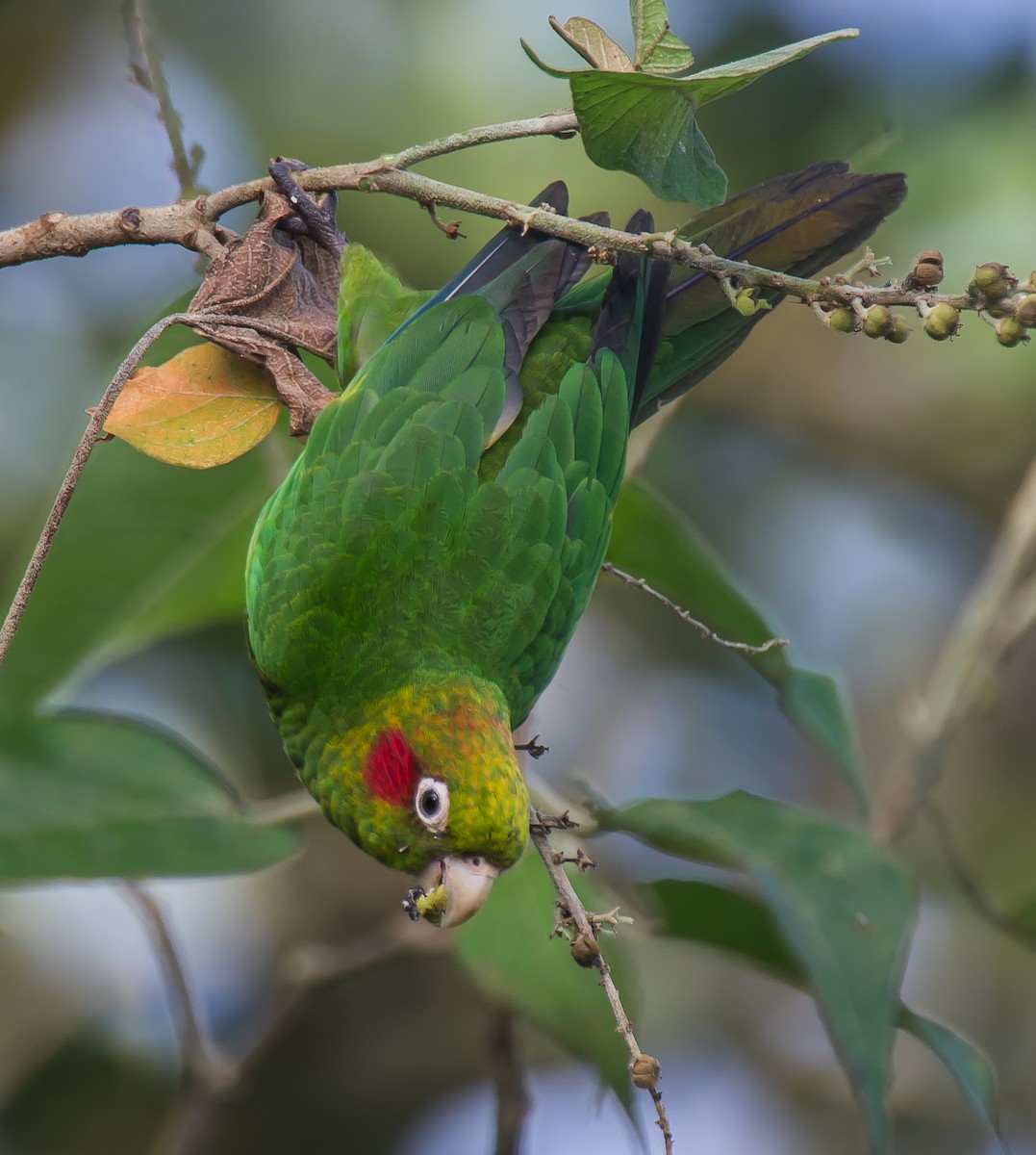 Sulphur-winged Parakeet - ML635773138