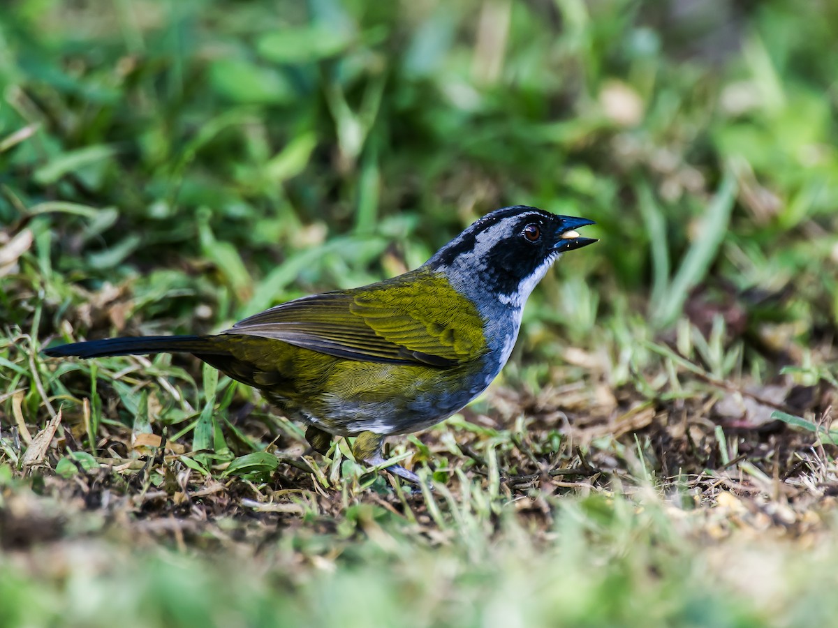 Costa Rican Brushfinch - ML635773175