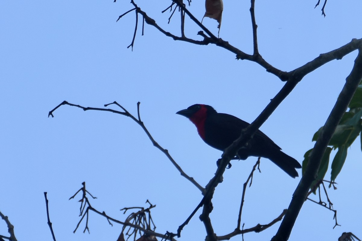 Crested Malimbe - ML635773189
