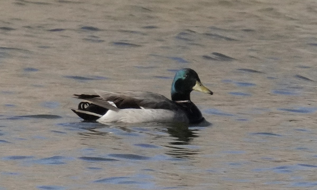 Mallard - ML635773195