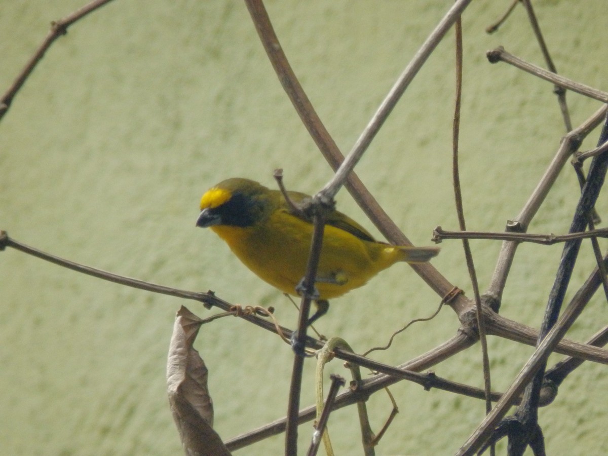 Thick-billed Euphonia - ML635773215