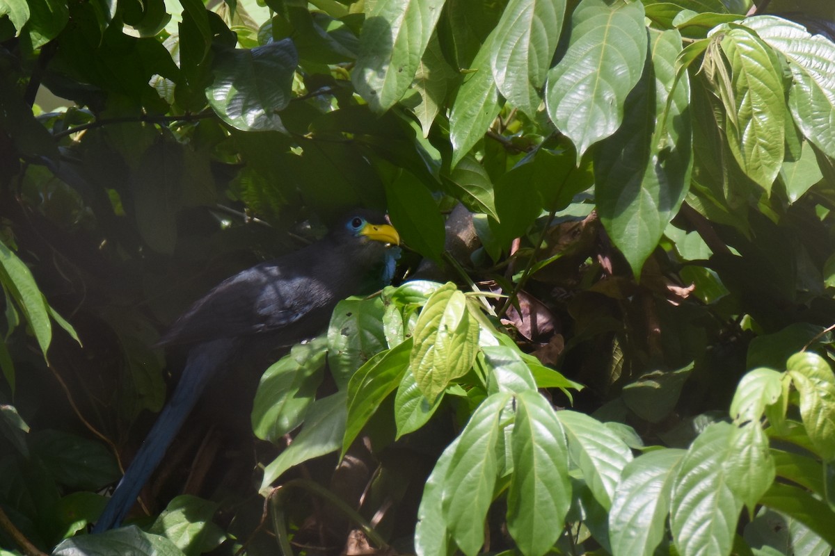 Blue Malkoha - ML635773224