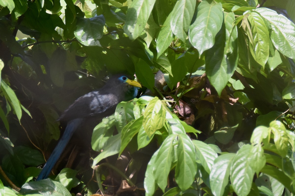 Blue Malkoha - ML635773225