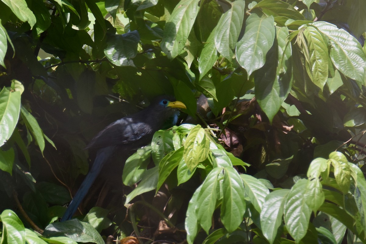 Blue Malkoha - ML635773226
