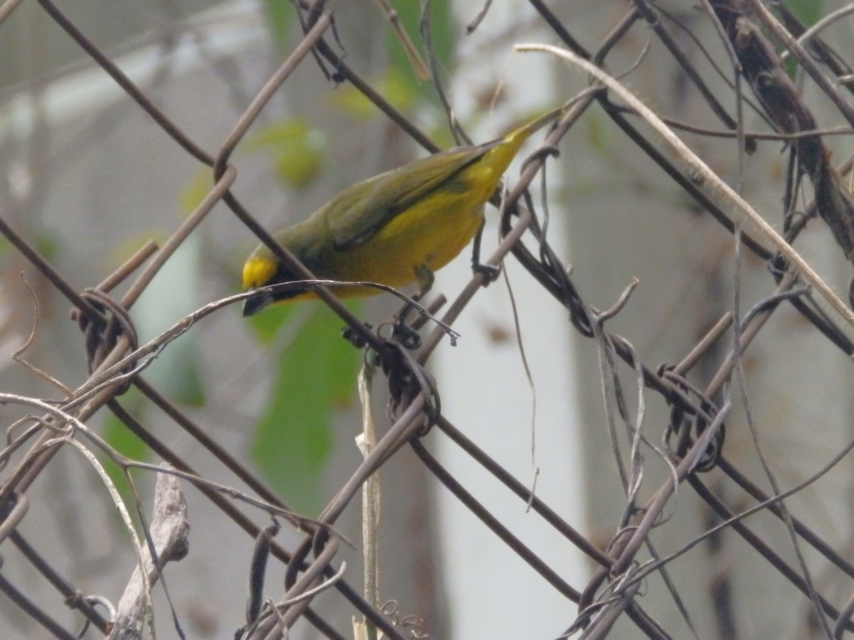 Thick-billed Euphonia - ML635773231
